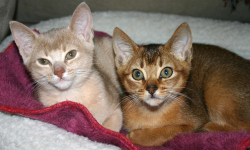 Abyssinians